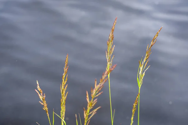 Green meadow pasture grass details by the river — Stock Photo, Image