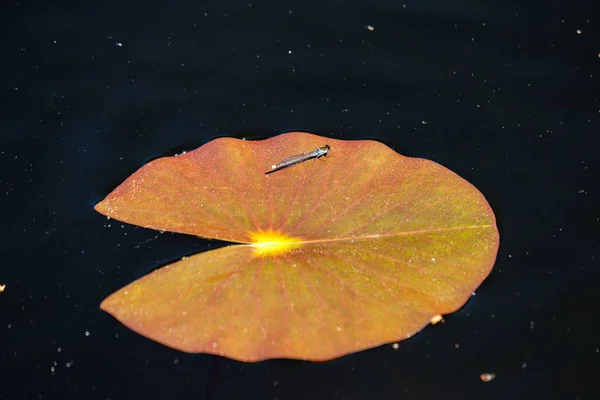 Vodní lilie v jezeře — Stock fotografie