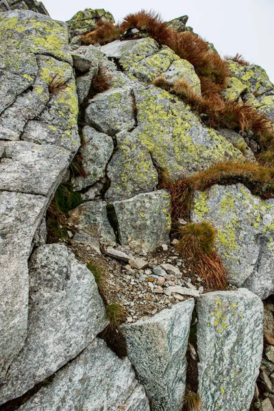 Pierre brique motif tecturée dans la nature — Photo