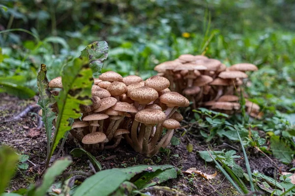 Hortalizas y setas cosechan en el suelo en casa de campo — Foto de Stock