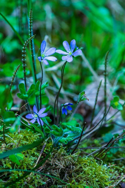 Primera primavera flores en el suelo —  Fotos de Stock