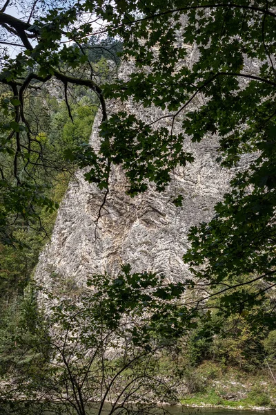 Felsen im grünen Wald — Stockfoto