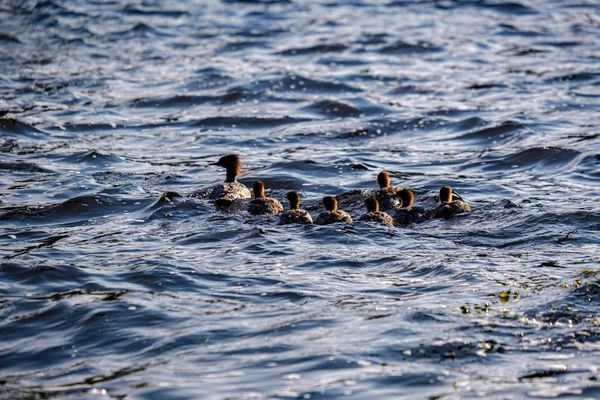 Ördekler ve kuğular suda yüzen ördekler ile — Stok fotoğraf