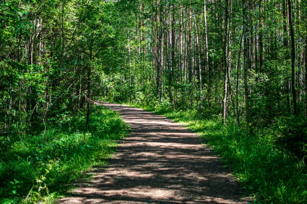 Venkovská prašová cesta v lese — Stock fotografie