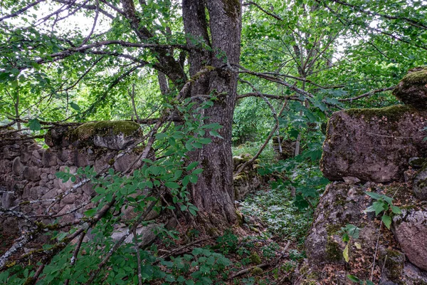 Old stone brick wall in green forest — Stock Photo, Image