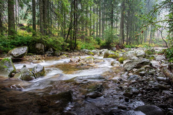 Lesní řeka s kamennatým zálivem a vodopády — Stock fotografie