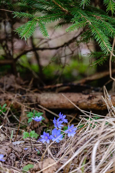 地面に最初の春の花 — ストック写真