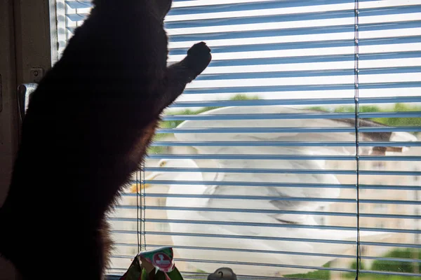 Cat on a window trying to catch sea gull — Stock Photo, Image