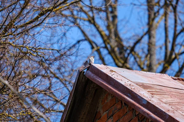 Único pássaro sentado no topo do telhado — Fotografia de Stock