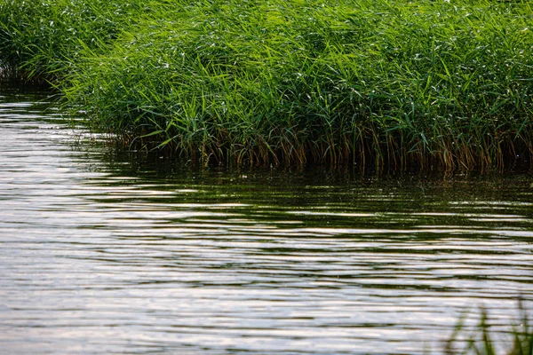 Prairie verte pâturage détails herbe par la rivière — Photo