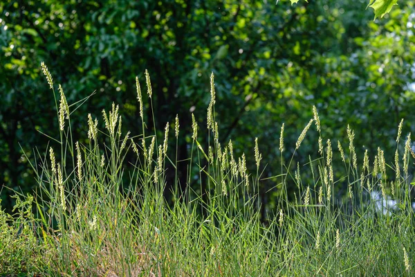 Trawa i liści tekstury w kraju natura ogród — Zdjęcie stockowe