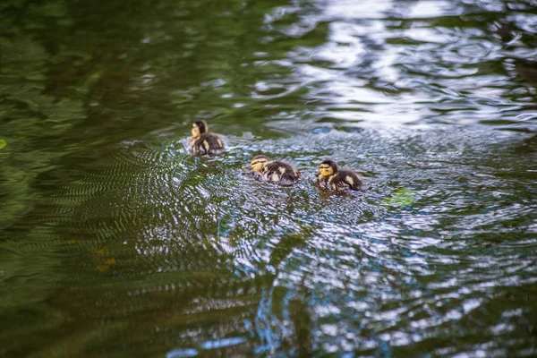 Ördekler ve kuğular suda yüzen ördekler ile — Stok fotoğraf