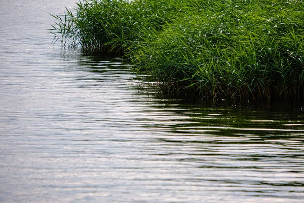 Prairie verte pâturage détails herbe par la rivière — Photo