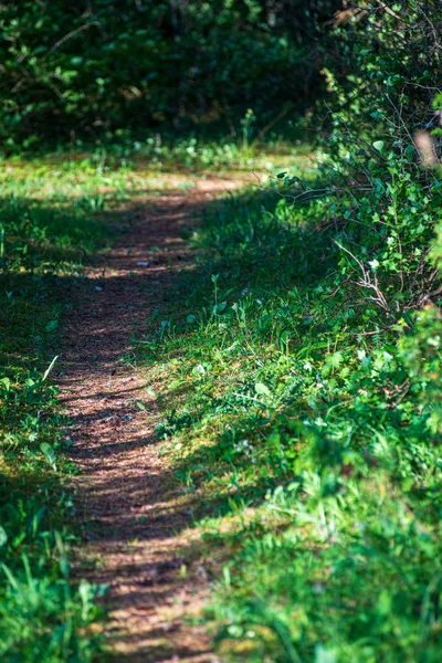 Camino de polvo rural en el bosque — Foto de Stock