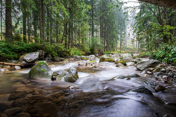 Lesní řeka s kamennatým zálivem a vodopády — Stock fotografie