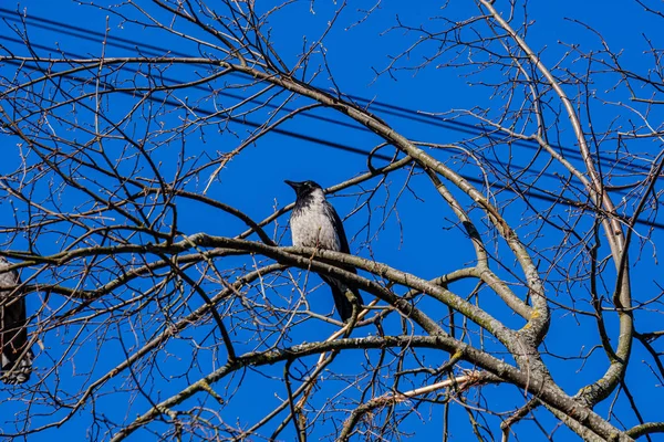 Único pássaro sentado no topo da árvore — Fotografia de Stock