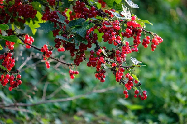 Красные плоды на ветвях деревьев — стоковое фото