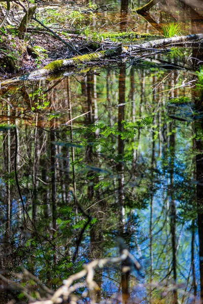 Groene weide weide gras Details aan de rivier — Stockfoto