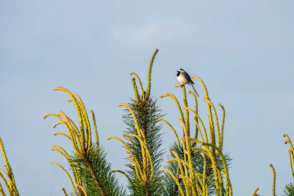 Seul oiseau assis sur le sommet de l'arbre — Photo