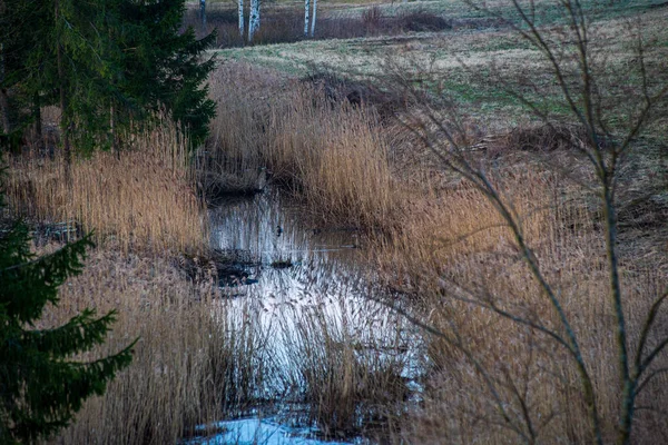 Green meadow pasture grass details by the river — Stock Photo, Image