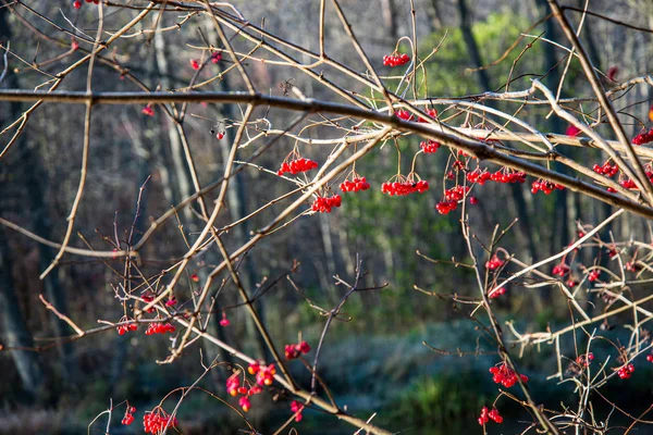 Fruits rouges sur les branches des arbres — Photo