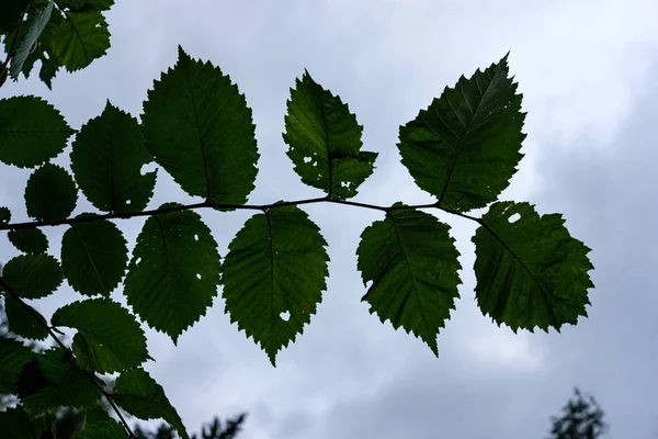 Textura de grama e folhagem no jardim da natureza do país — Fotografia de Stock