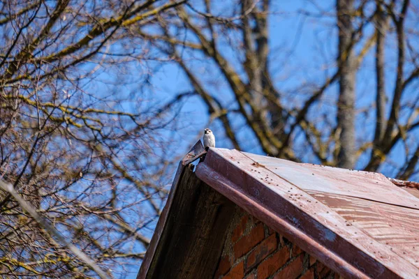 Одна птица сидит на крыше — стоковое фото