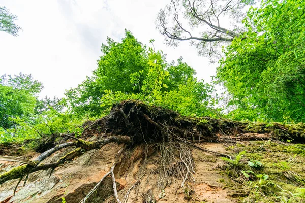 Parede de tijolo de pedra velha na floresta verde — Fotografia de Stock