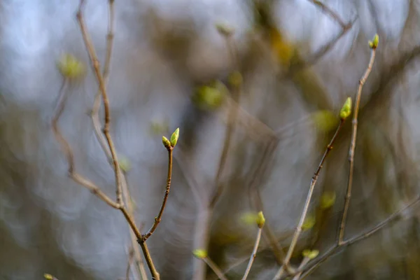 Yerde ilk bahar çiçekleri — Stok fotoğraf