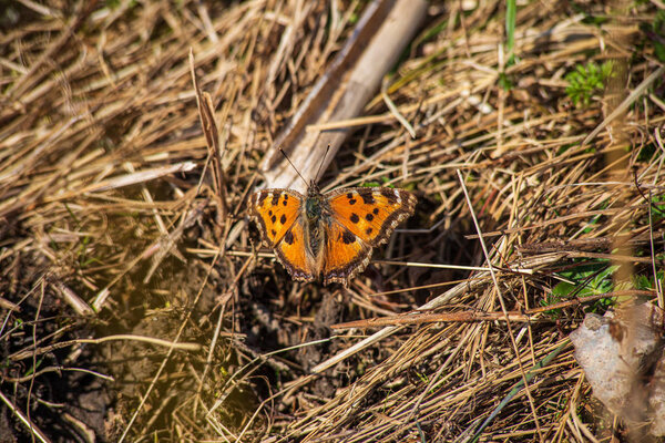 bright colorful butterfly in summer