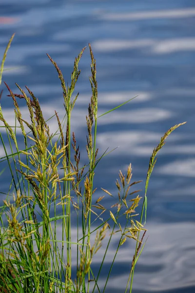 Зеленый луг пастбища детали травы у реки — стоковое фото