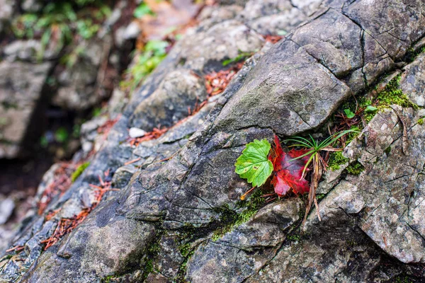 Stenen bakstenen patroon in de natuur — Stockfoto