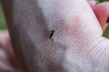 mosquitto ısırma insan derisi