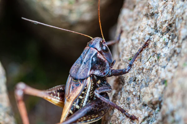 Pequeño insecto en la naturaleza —  Fotos de Stock