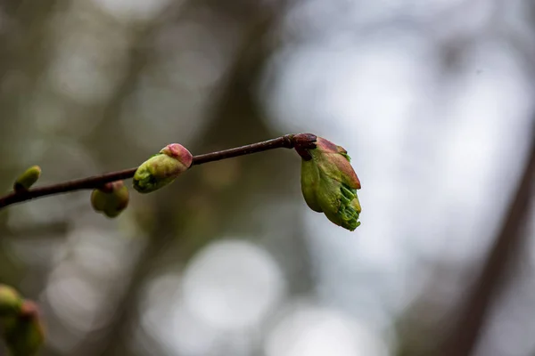 Bosvegetatie Details in de zomer natuur — Stockfoto