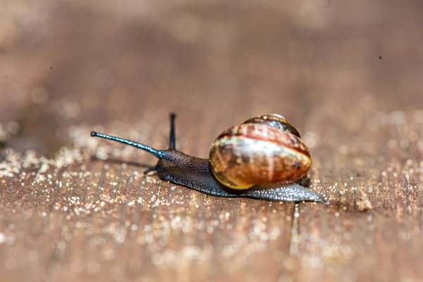 Small snail crossing the road — Stock Photo, Image