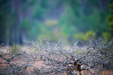 yaz doğasında orman bitki örtüsü detayları