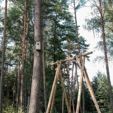 yeşil ot yaprakları ile yaz yeşil karışık ağaç ormanı