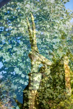 yaz doğasında orman bitki örtüsü detayları