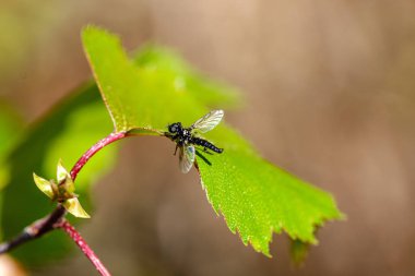 yaz doğasında orman bitki örtüsü detayları