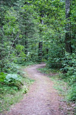 yağmurdan sonra yeşil ormanda güzel bir yol