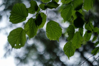 genç taze ıhlamur ağacı yağmurdan sonra orman yaz yaprakları