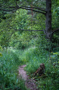 yağmurdan sonra yeşil ormanda güzel bir yol