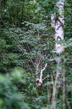 yeşil ot yaprakları ile yaz yeşil karışık ağaç ormanı