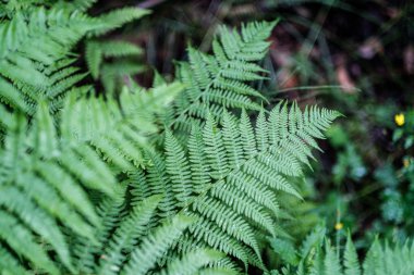 yağmurdan sonra orman yaz genç taze eğrelti otu yaprakları