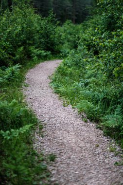 yağmurdan sonra yeşil ormanda güzel bir yol