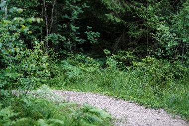 yağmurdan sonra yeşil ormanda güzel bir yol