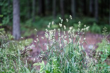 yeşil ot yaprakları ile yaz yeşil karışık ağaç ormanı