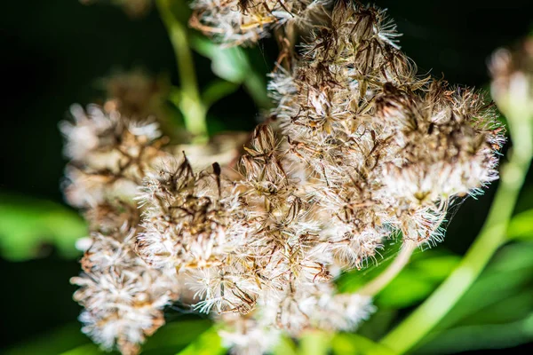 Informace o lesních vegetaci v letní přírodě — Stock fotografie