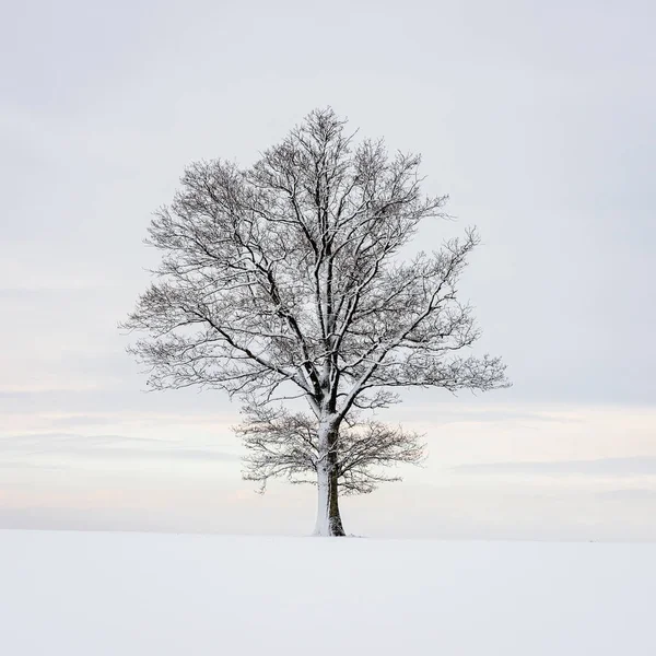 Invierno frío detalles de la naturaleza con nieve y vegetación bajo la nieve c —  Fotos de Stock